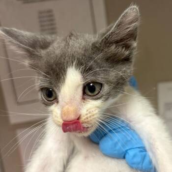 Domestic Short Hair Cats Available for Adoption in Yuma, Arizona - Ryan | PetCurious