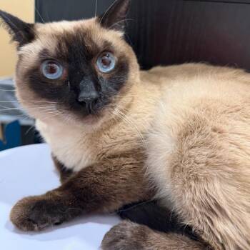 Gracie -  Siamese Cat for Adoption in Tampa, Florida - Gracie | PetCurious