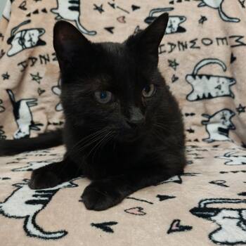 Rescue Domestic Short Hair Cats for Adoption in Madison, Wisconsin - Allie | PetCurious