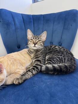 Rescue Domestic Short Hair Cats for Adoption in Lazy Lake, Florida - Flosie | PetCurious