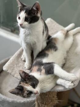 Domestic Short Hair Cats Available for Adoption - Sparkle KITTEN | PetCurious