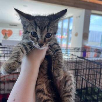 Forrest -  Domestic Short Hair Cat for Adoption in Bentonville, Arkansas - Forrest | PetCurious