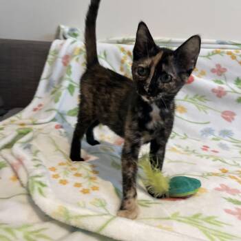 Strudel -  Domestic Short Hair Cat for Adoption in Plant City, Florida - Strudel | PetCurious