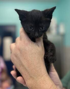 Domestic Short Hair Cats Available for Adoption in Cincinnati, Ohio - Cirrus | PetCurious