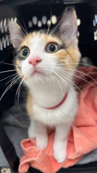 Sharpie -  Domestic Short Hair Cat for Adoption in Westland, Michigan - Sharpie | PetCurious