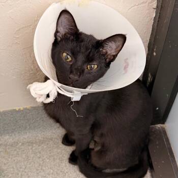 Coachella -  Domestic Short Hair Cat for Adoption in Gainesville, Florida - Coachella | PetCurious