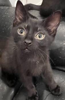 Tortilla -  Domestic Short Hair Cat for Adoption in Frisco, Texas - Tortilla | PetCurious