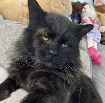 Maine Coon Cats Available for Adoption - Big Boy Raven  | PetCurious