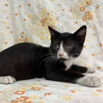 Rescue Domestic Short Hair Cats for Adoption in Lyndhurst, Virginia - Reginald | PetCurious