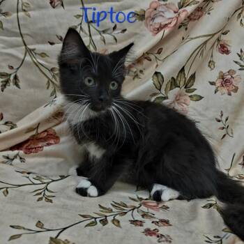 Tiptoe -  Domestic Medium Hair Cat for Adoption in Parkersburg, West Virginia - Tiptoe | PetCurious