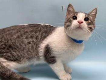 Silverfox -  Domestic Short Hair Cat for Adoption in Minneapolis, Minnesota - Silverfox | PetCurious