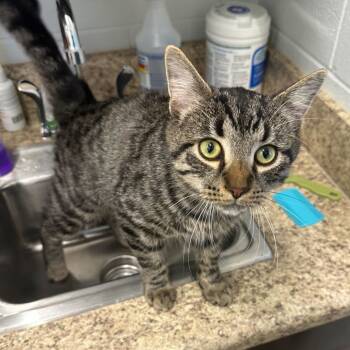 Rescue Domestic Short Hair Cats for Adoption in Marshall, Virginia - Louie | PetCurious