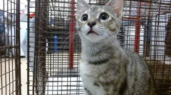 BELLE -  Domestic Short Hair Cat for Adoption in Doral, Florida - BELLE | PetCurious