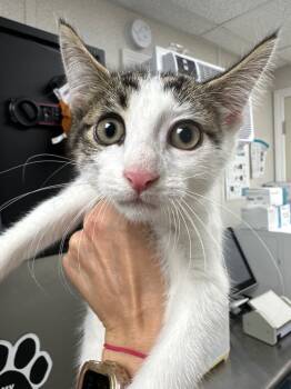 Rescue Domestic Short Hair Cats for Adoption in Pomona, New York - Clawdia | PetCurious