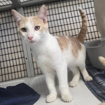 Rescue Domestic Short Hair Cats for Adoption in Chilton, Wisconsin - Steak | PetCurious
