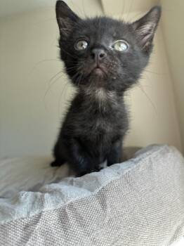 Gin -  Domestic Short Hair Cat for Adoption in Chicago, Illinois - Gin | PetCurious