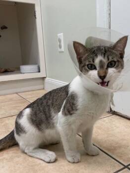 Domestic Short Hair Cats Available for Adoption in Fall River, Massachusetts - Aspen | PetCurious