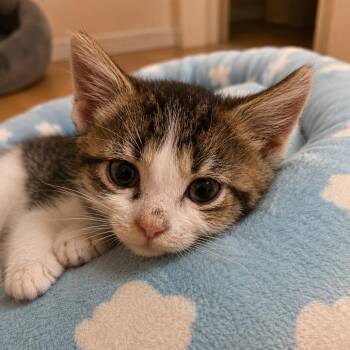 Wescott -  Domestic Short Hair Cat for Adoption in Madison, Wisconsin - Wescott | PetCurious