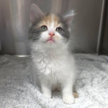 Jazzberry -  Domestic Long Hair Cat Available for Adoption in Michigan City, Indiana - Jazzberry | PetCurious