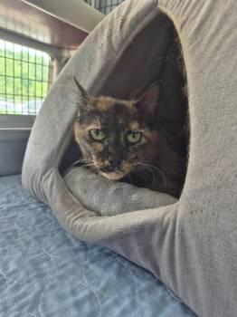 Steph -  Domestic Short Hair Cat for Adoption in Cincinnati, Ohio - Steph | PetCurious