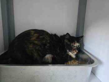 Merry -  Domestic Medium Hair Cat for Adoption in Holbrook, Arizona - Merry | PetCurious