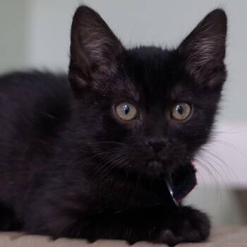 Salome -  Domestic Short Hair Cat for Adoption in Hot Springs, Arkansas - Salome | PetCurious