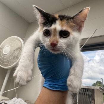 Calliope -  Domestic Short Hair Cat for Adoption in Columbiana, Alabama - Calliope | PetCurious