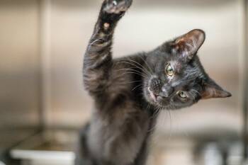 Rose -  Domestic Short Hair Cat for Adoption in Hilton Head Island, South Carolina - Rose | PetCurious