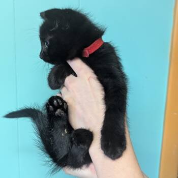 Rescue Domestic Short Hair Cats for Adoption in Johnstown, Pennsylvania - Hex | PetCurious