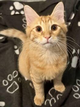 Fred -  Domestic Medium Hair Cat for Adoption in Fairfax Station, Virginia - Fred | PetCurious