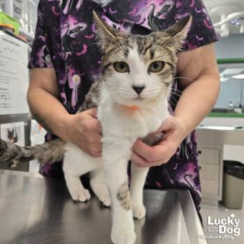 Domestic Short Hair Cats Available for Adoption - Peggy | PetCurious