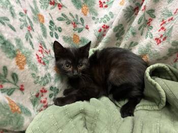 Domestic Short Hair Cats Available for Adoption - A1259174 | PetCurious