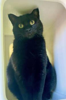 Domestic Short Hair Cats Available for Adoption in Fargo, North Dakota - Effie | PetCurious