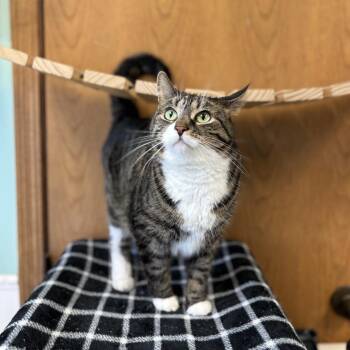 Domestic Short Hair Cats Available for Adoption in Fargo, North Dakota - Spritzberry | PetCurious