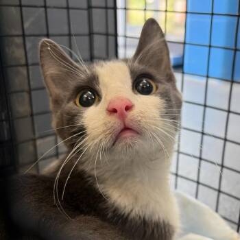 Ember -  Domestic Short Hair Cat for Adoption in Montgomery, Alabama - Ember | PetCurious