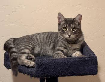 Rescue Domestic Short Hair Cats for Adoption in Sierra Vista, Arizona - Olivia Wilde | PetCurious