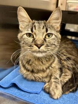 Mistlefoot -  Domestic Short Hair Cat for Adoption in Wichita, Kansas - Mistlefoot | PetCurious