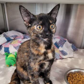 Laya -  Domestic Short Hair Cat for Adoption in Madisonville, Tennessee - Laya | PetCurious