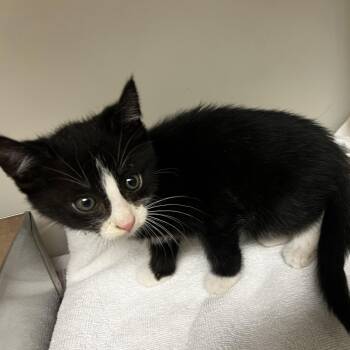 72904 -  Domestic Short Hair Cat for Adoption in Harrisonburg, Virginia - 72904 | PetCurious