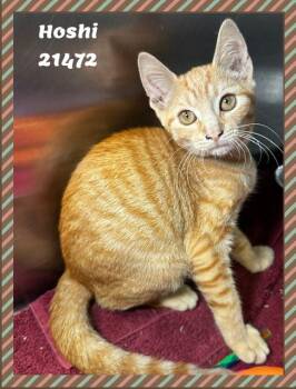 HOSHI see also YUKI -  Domestic Short Hair and Tabby Cat for Adoption in Marietta, Georgia - HOSHI See Also YUKI | PetCurious