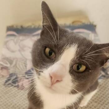 Boo -  Domestic Short Hair Cat for Adoption in Lynchburg, Virginia - Boo | PetCurious