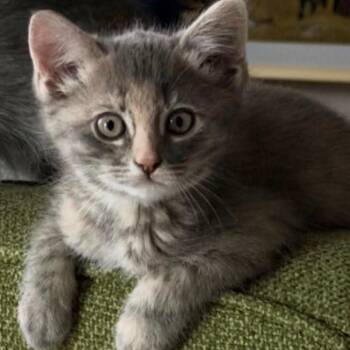 Domestic Short Hair Cats Available for Adoption in Eagle Mountain, Utah - Stormy Wixom | PetCurious