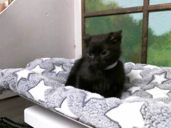 Domestic Short Hair Cats Available for Adoption in Houston, Texas - WALDO | PetCurious