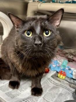 Alucard -  Domestic Medium Hair Cat for Adoption in Wichita, Kansas - Alucard | PetCurious
