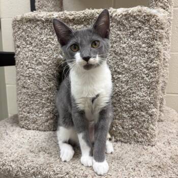 Honeydew -  Domestic Short Hair Cat for Adoption in Valparaiso, Indiana - Honeydew | PetCurious