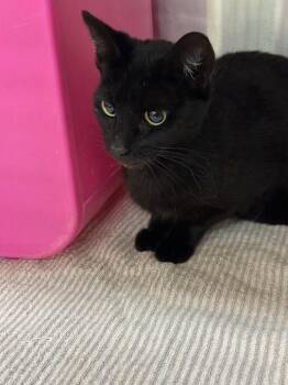 Domestic Short Hair Cats Available for Adoption - DAY LILLY | PetCurious