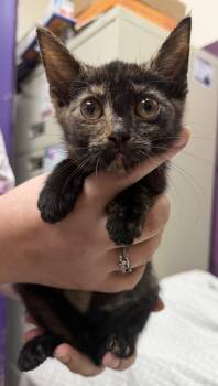 Mavis the Raisin -  Domestic Short Hair Cat for Adoption in Elkins, West Virginia - Mavis The Raisin | PetCurious