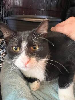 Loki -  Domestic Short Hair Cat for Adoption - Loki | PetCurious