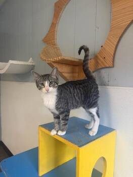 Rescue Tabby Cats for Adoption in Parlier, California - Kitten 27390 (Timmy) | PetCurious