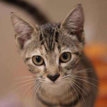 Xuzu -  Domestic Short Hair Cat for Adoption in Philadelphia, Pennsylvania - Xuzu | PetCurious
